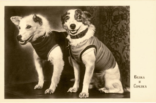Illustration for article titled That Time Soviet Russia Sent Dogs Into Space